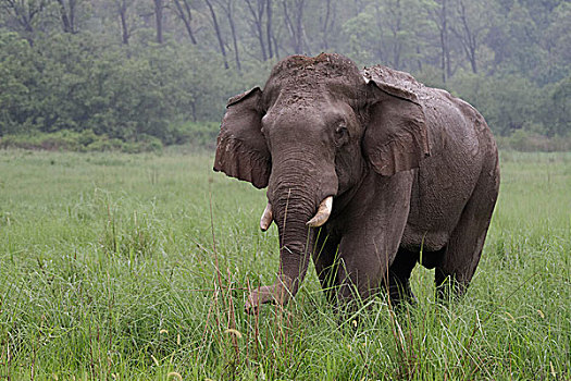 亚洲象,雄性动物,獠牙动物,湿,雨