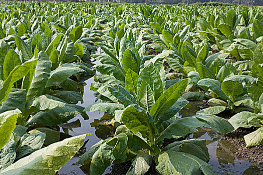 烟草,钱,作物,农民,稻米,健康,危险,隐藏,孟加拉,一月,2009年
