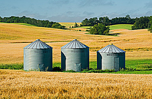 成熟,小麦,老,谷物,背景,靠近,卢尔德,曼尼托巴,加拿大