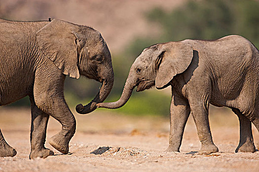 非洲象,幼兽,玩,骷髅海岸,纳米布沙漠,纳米比亚