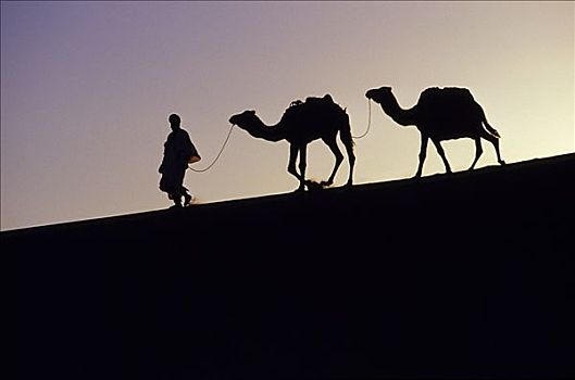部落男人,剪影,两个,骆驼,上面,沙丘,撒哈拉沙漠,区域,摩洛哥