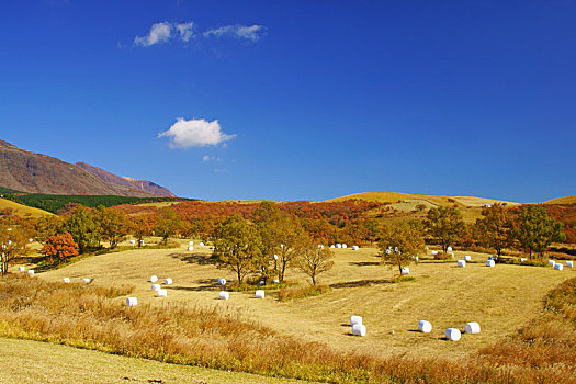 高原,秋天,熊本,日本