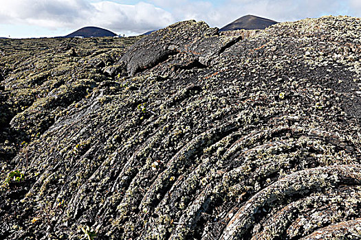 火山岩,苔藓,兰索罗特岛,加纳利群岛,西班牙,欧洲