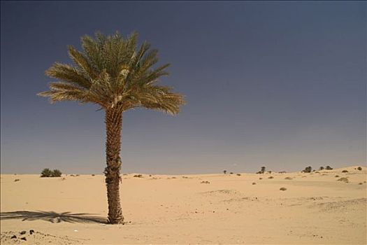 利比亚,棕榈树,沙漠
