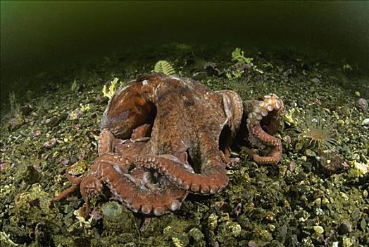 加拿大,不列颠哥伦比亚省,巨型太平洋章鱼,章鱼,海底