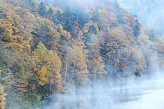 湖,秋叶,晨雾,北海道
