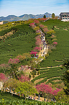 福建龙岩永福樱花美如画