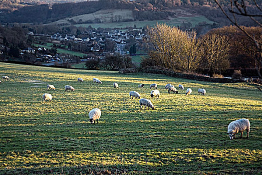 德贝郡,英格兰,绵羊,放牧,土地,峰区国家公园