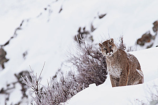 美洲狮,野生,女性,雪中,冰川国家公园,蒙大拿