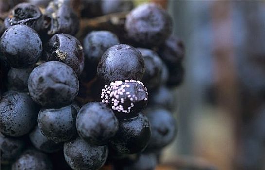 酿红酒用葡萄,瓦绍,奥地利