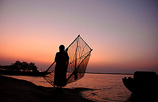 女人,收集,鱼,卵,孙德尔本斯地区,红树林,树林,湾,孟加拉,世界遗产,西孟加拉,印度,十月,2005年
