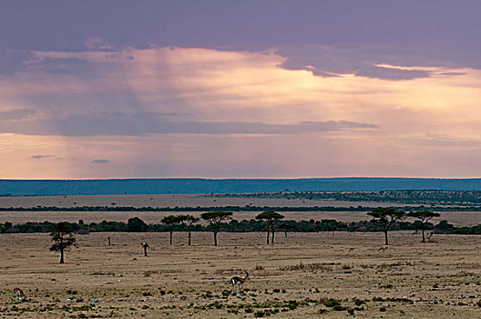 马赛马拉,肯尼亚