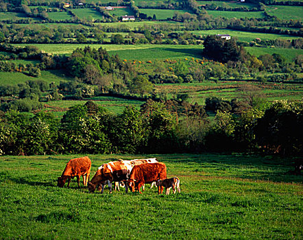 蒂珀雷里郡,爱尔兰,奶牛