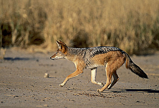 黑背豺,猎捕,卡拉哈迪大羚羊国家公园,卡拉哈里沙漠,北开普,南非,非洲