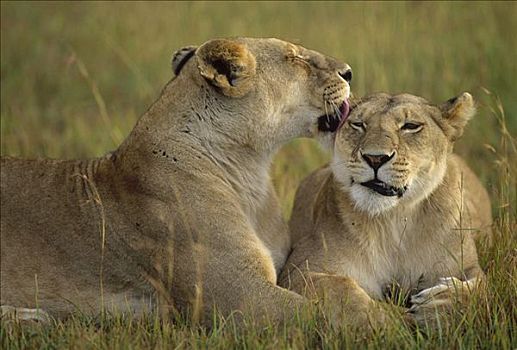 非洲狮,狮子,雌性,修饰,伙伴,马赛马拉国家保护区,肯尼亚