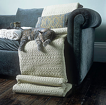 猫,睡觉,沙发,遮盖,毯子