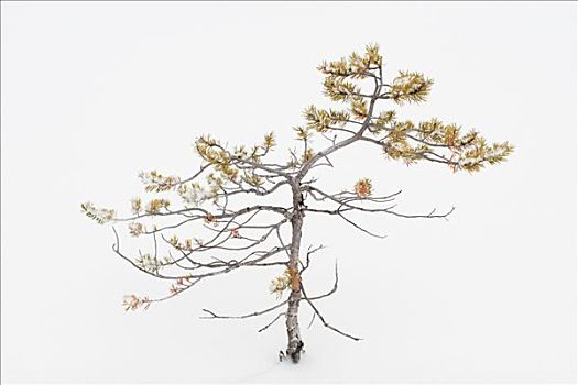 小,树,芽,达拉那,瑞典