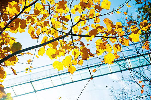 晴朗天气中秋季树木的黄叶