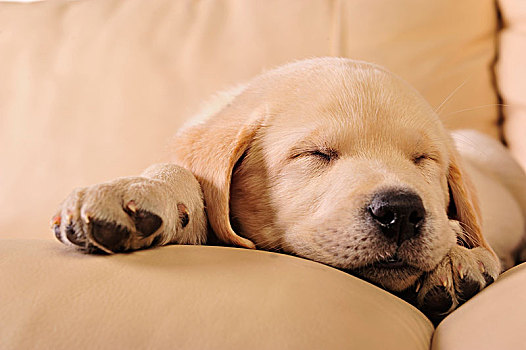 可爱,拉布拉多犬,小狗,睡觉,沙发