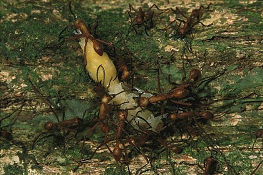 行军蚁,团队,食物,运输,大,黄蜂,几个,工人,科罗拉多岛,巴拿马