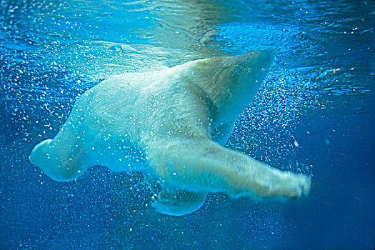 成年,北极熊,游泳