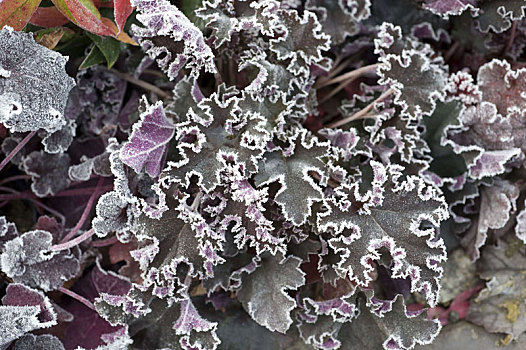 矾根属植物,紫色,白霜