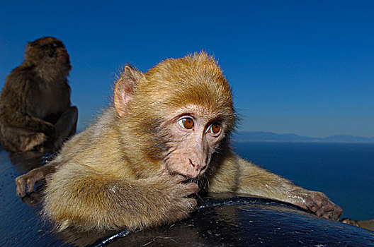 巴巴利猕猴,叟猴,直布罗陀,英国海外属地,伊比利亚半岛,欧洲