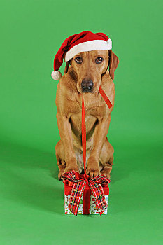 拉布拉多犬,黄色,母狗,圣诞帽,红色,蝴蝶结,嘴,站立,正面,爪子,圣诞礼物,奥地利,欧洲