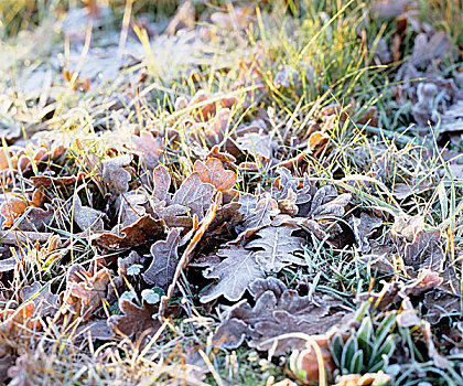 冰冻,橡树叶,草地