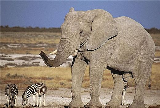 大象,非洲象,斑马,马,哺乳动物,埃托沙国家公园,纳米比亚,非洲,动物