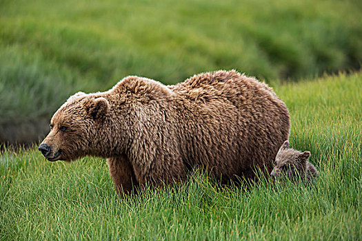 美国,阿拉斯加,棕熊,幼兽