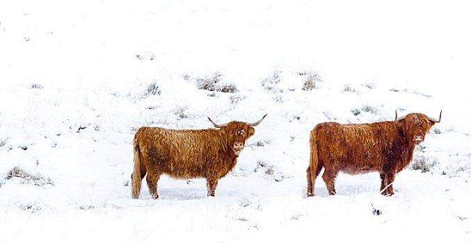 苏格兰,高原牛,勇敢,粗糙,冬天,环境