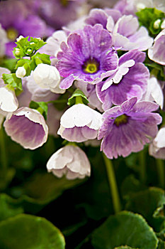 紫色,德国,樱草花