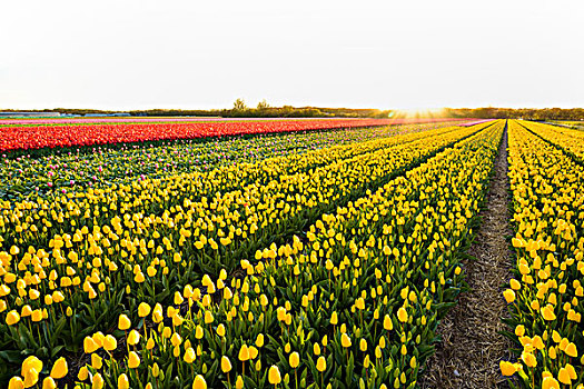 风景,上方,黄色,郁金香,地点,日落,春天,荷兰南部,荷兰