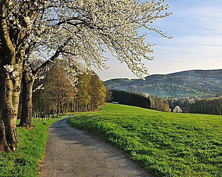 小路,樱桃树,黑森州,德国