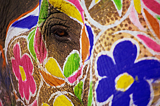 印度,斋浦尔,涂绘,大象