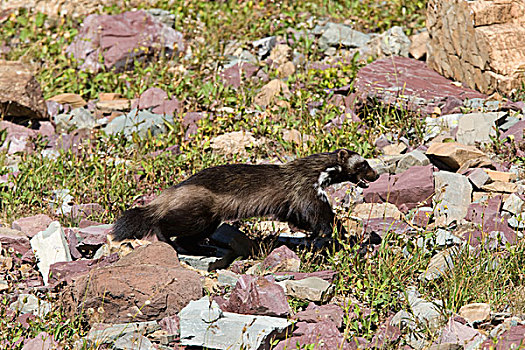 狼獾,成年,岩石,地形,冰川国家公园,蒙大拿