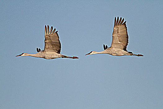 沙丘鹤,飞,野生动植物保护区,靠近,索科罗镇,新墨西哥,美国