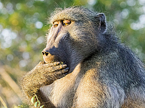 黄狒狒,吃,嘴,克鲁格国家公园,南非,非洲