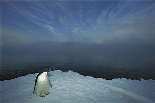 阿德利企鹅,肖像,冰,围裙,罗斯海,南极