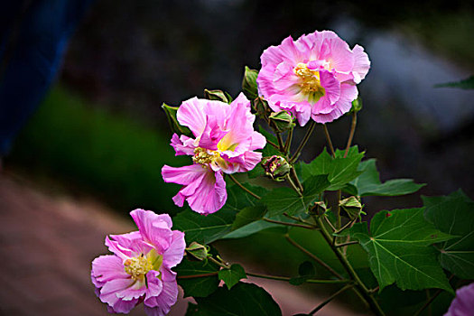 美丽的芙蓉花,木芙蓉,拒霜花,木莲,地芙蓉,华木