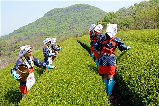 年轻,日本人,女人,收获,绿茶,叶子,山,茶园