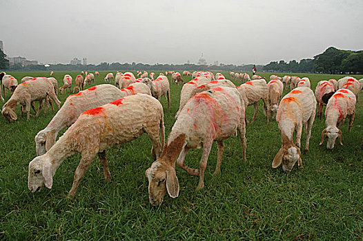绵羊,吃,青草,加尔各答,印度,七月,2007年