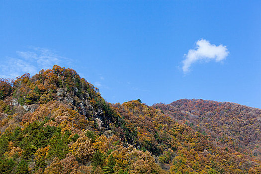 太白黄柏源