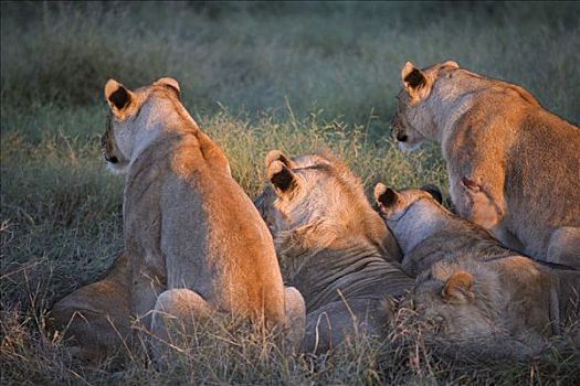 南非,西北省,禁猎区,看,远景,牧群,黑斑羚,日出