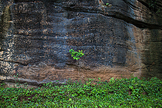 岩石巨石小树