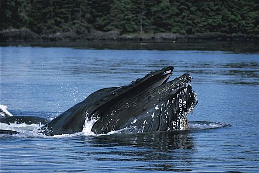 驼背鲸,大翅鲸属,鲸鱼,喂食,展示,鲸须,盘子,东南阿拉斯加