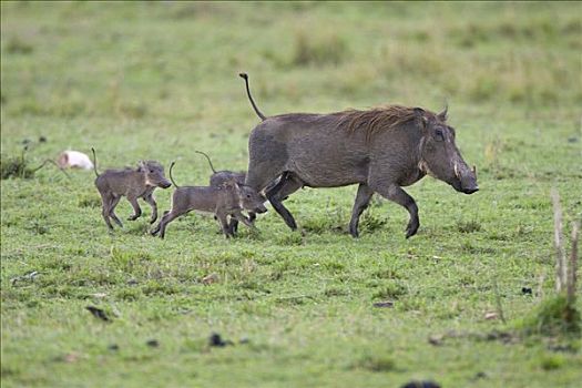 疣猪,母兽,幼兽,小猪,马赛马拉,肯尼亚