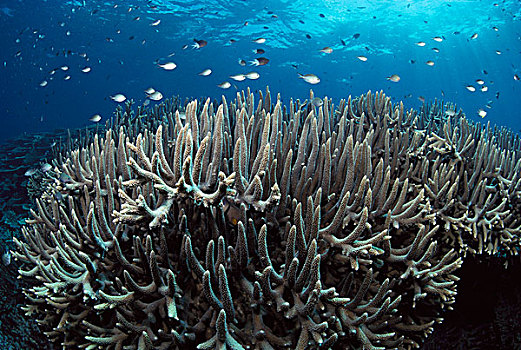 桌面珊瑚,几个,物种,小,雀鲷,大堡礁,澳大利亚