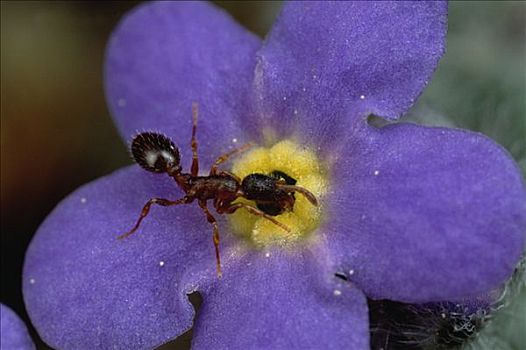 蚂蚁,花粉,高山,勿忘我,花,科罗拉多
